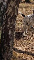 A playful dalmatian explores a colorful forest on an adventure video