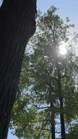Sunlight Filtered Through the Trees in a Beautiful and Lush Green Forest Environment. Clip video