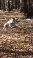 A Dalmatian joyfully runs through a forest, clutching a stick video
