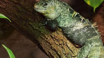 The Utila Iguana resting on a tree branch in its natural habitat. Critically endangered lizard species video