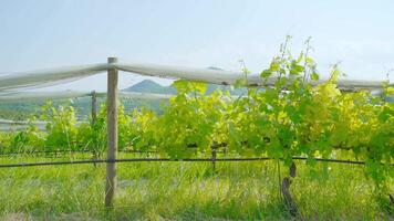Green grape plants in front of the beautiful hills video