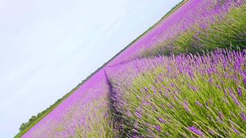 Cultivated lavender field blooming of purple video