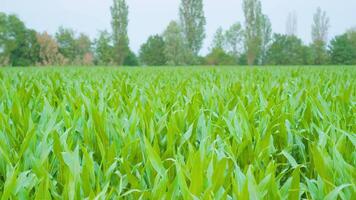 Green corn field with trees behind video