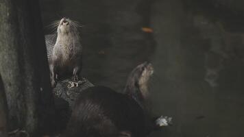 Otters swim in the lake and eat fish. video