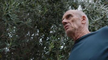 Man Marveled At Tree Leaves Full Of Olives In Countryside video