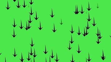 Black arrows moving down isolated on green screen background. video