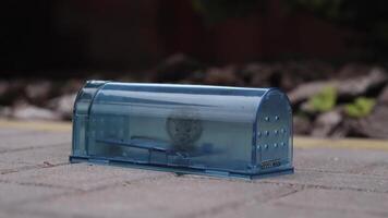 Live mouse caught in a humane trap on stone, showing pest control. Transparent container highlights ethical treatment. Ideal for safety and hygiene in homes. Close-up of grey rodent in trap video