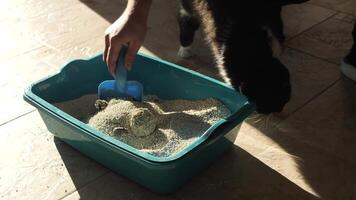 Person cleans a cat litter box using a blue scoop while a curious black and white cat stands nearby, observing the process with interest in a sunlit indoor space video