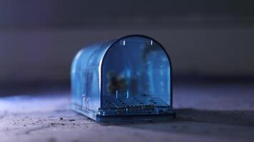 empty Blue plastic mousetrap is sitting on a dirty floor, dust and crumbs are visible around the trap, waiting for a mouse to enter video
