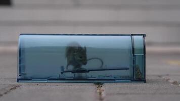 leven huis muis is gevangen in een transparant plastic humaan muis val geplaatst Aan een beton trottoir in voorkant van een wazig gebouw. een muis probeert naar ontsnappen van een transparant plastic muis val video