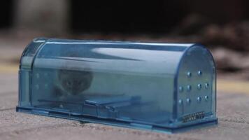 Tiny mouse struggles to escape a blue plastic trap on concrete, highlighting the battle against pests. Close-up view emphasizes transparent details, urging solutions for infestations video