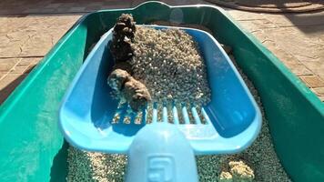 first-person view pov a shovel rakes out poop, lumps of urine, cat excrement from a cat litter box. cat owner scooping cat feces clean the sandbox Ready to put in a plastic bag, litter, urine video