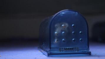 Close-up of a mouse in a humane trap, showing safe pest control and animal welfare. Transparent container for live capture promotes ethical rodent management video
