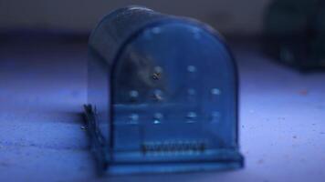 Small mouse is being humanely trapped inside blue plastic trap, sitting on blue floor, with another empty trap in background out of focus video