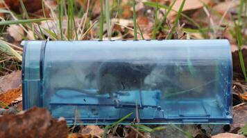 Small rodent caught in a humane mousetrap outdoors among grass and leaves, showcasing the trap's spring mechanism in action video