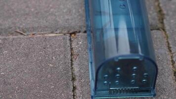 Live capture mouse trap is catching a small rodent without killing it, allowing for humane pest control and release back into the wild video