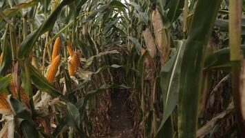 Camera moving forward along a dirt path surrounded by towering corn stalks on both sides. Lush green plants create a vibrant, immersive atmosphere in a rural landscape video