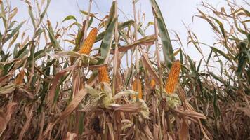 Golden corn cobs grow on tall stalks in a field, ready for harvest. A gentle wind blows through the dry leaves, creating a tranquil scene in the warm summer air video