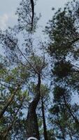 Bottom view and rotating movement of pine trees in the forest on the blue sky background. video