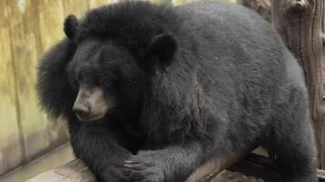 An Asiatic black bear is resting on a log in a wildlife sanctuary. video