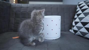 A cheerful kitten plays with a gift box looking in and out of it back and forth at home on the couch. A gray-colored child cat of the Scottish Straight breed is having fun with a box with a heart. video