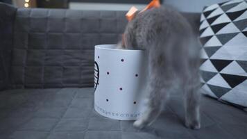 A cheerful kitten plays with a gift box looking in and out of it back and forth at home on the couch. A gray-colored child cat of the Scottish Straight breed is having fun with a box with a heart. video
