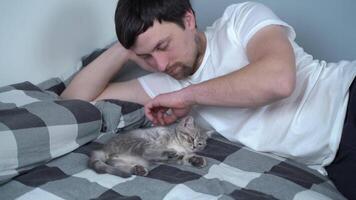 Caucasian guy cuddling with gray Scottish Straight breed kitten in bed. Male cat lover plays with baby cat lying in bed. Friendly little pet basking with the owner. Tabby kitten with man at home. video