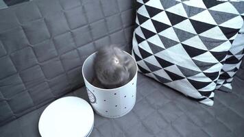 A cheerful kitten plays with a gift box looking in and out of it back and forth at home on the couch. A gray-colored child cat of the Scottish Straight breed is having fun with a box with a heart. video