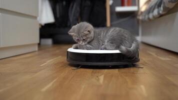 Cute little Scottish Straight kitten gray color tired running and playing with robot vacuum cleaner and sleeping on top of it at home. Pet friendly smart vacuum cleaner. Housework smart technology. video
