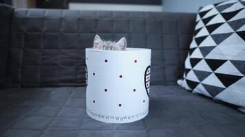 A cheerful kitten plays with a gift box looking in and out of it back and forth at home on the couch. A gray-colored child cat of the Scottish Straight breed is having fun with a box with a heart. video