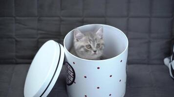 A cheerful kitten plays with a gift box looking in and out of it back and forth at home on the couch. A gray-colored child cat of the Scottish Straight breed is having fun with a box with a heart. video