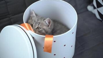 A cheerful kitten plays with a gift box looking in and out of it back and forth at home on the couch. A gray-colored child cat of the Scottish Straight breed is having fun with a box with a heart. video