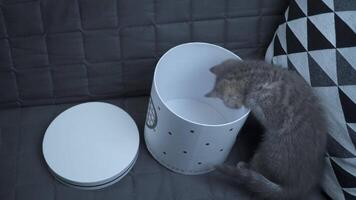 A cheerful kitten plays with a gift box looking in and out of it back and forth at home on the couch. A gray-colored child cat of the Scottish Straight breed is having fun with a box with a heart. video