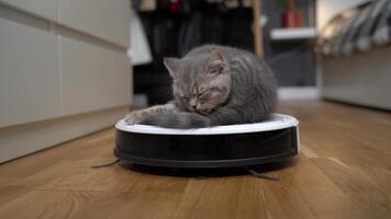 Cute little Scottish Straight kitten gray color tired running and playing with robot vacuum cleaner and sleeping on top of it at home. Pet friendly smart vacuum cleaner. Housework smart technology. video