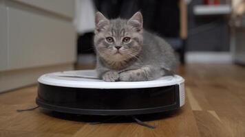 Cute little Scottish Straight kitten gray color tired running and playing with robot vacuum cleaner and sleeping on top of it at home. Pet friendly smart vacuum cleaner. Housework smart technology. video