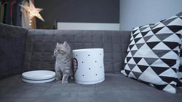 A cheerful kitten plays with a gift box looking in and out of it back and forth at home on the couch. A gray-colored child cat of the Scottish Straight breed is having fun with a box with a heart. video