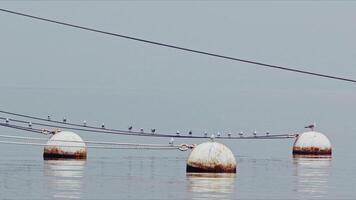 Animal Bird Seagulls on Rope and Rusty Buoy near the Sea video