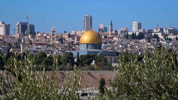 Al Asqa Mosque with olive trees in the foreground video