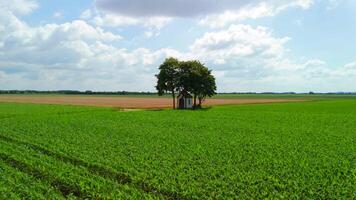 Small chapel stands at intersection of dirt roads, surrounded by fields of crops beneath shady tree. In summer, drone view captures serene beauty of rural landscape, highlighting its tranquility. video