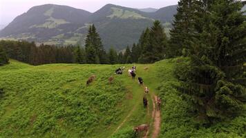 Herd of colorful cows walking along hiking trail in mountains aerial view. Livestock on grazing in Alps move along path drone view. Cattle on pasture in Germany, Bavaria walking across footpath. video