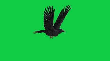 Crow, black bird flying loop 3d animation isolated on green screen background video