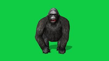 gorila corriendo frente ver lazo 3d animación aislado en verde pantalla antecedentes video