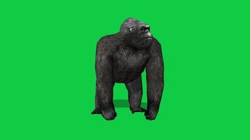 Gorilla looking around and howl 3d animation isolated on green screen background video