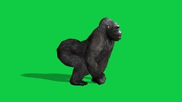 gorila corriendo lado ver lazo 3d animación aislado en verde pantalla antecedentes video