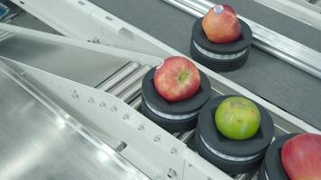 Quality Control of product fruits in factory. Fully automated technology of fruit being graded processing in food product industry factory plant. Fresh fruits running on conveyor belt production line. video