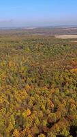 Aerial view of autumn forest. Vertical video