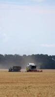 Heavy technics in wheat field. Yellow combine harvesting dry wheat. Process of gathering dry wheat. Vertical video