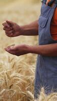 Farmer checks dry wheat in field. Unrecognizible worker in golden field. Vertical video