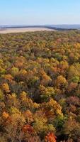 Fall foliage in autumn forest. Vertical video