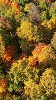 Texture of forest view from above. Vertical video